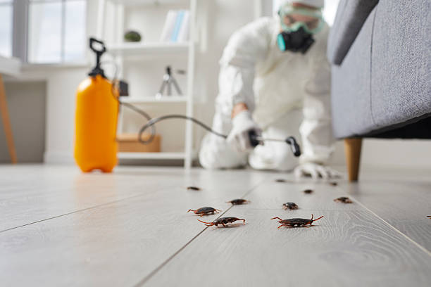Post-Treatment Bed Bug Interceptor Monitoring in Cordaville